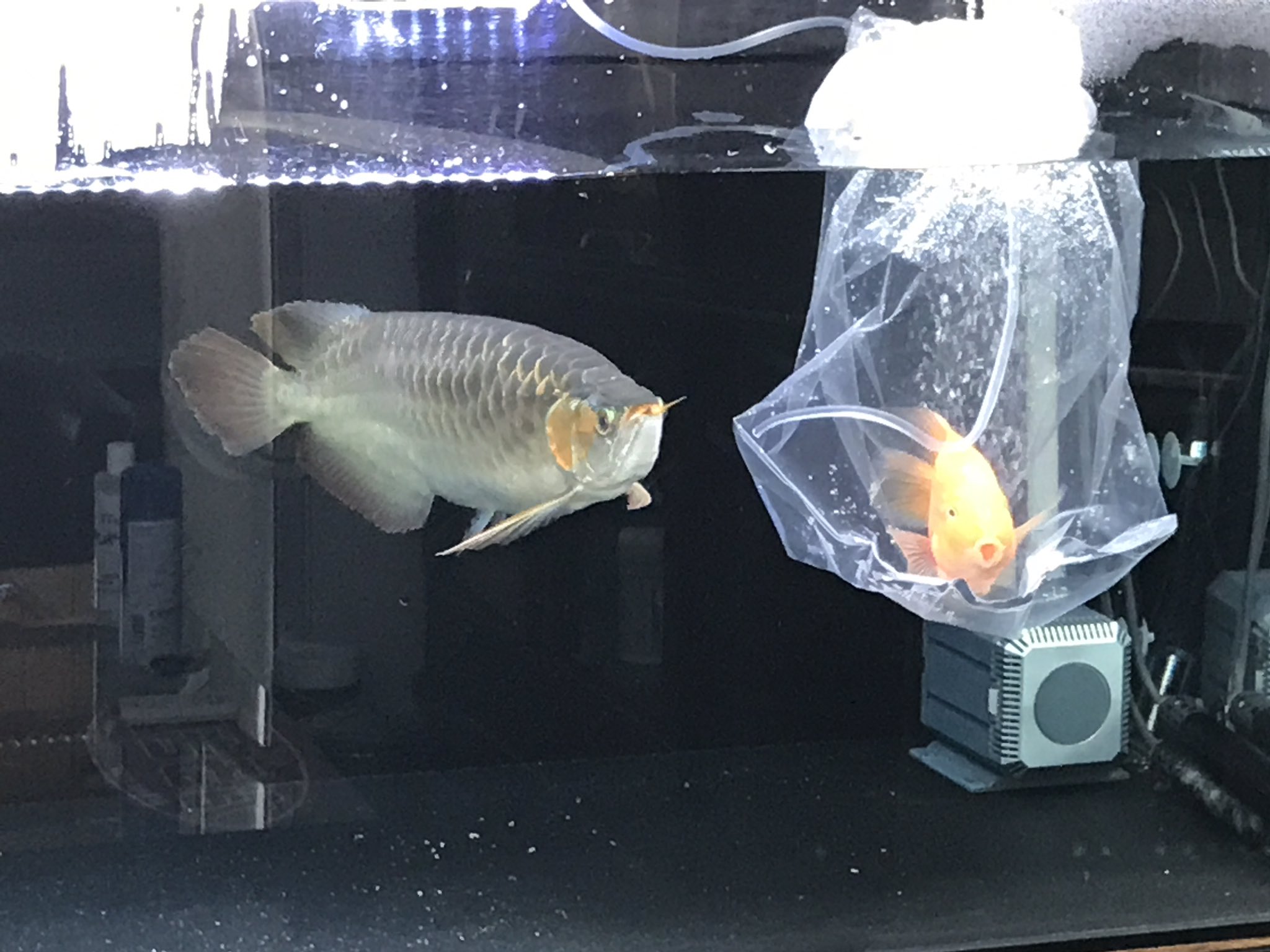 キングコングパロット 2匹