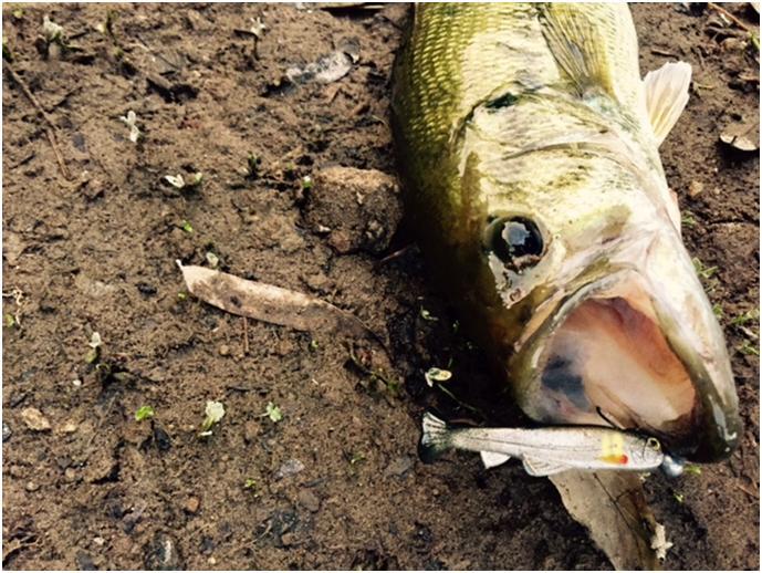 かめや釣具 お知らせ 鹿児島姶良店 ブログ さて 今回はブラックバスの釣果情報 てことで竹山ダムに行って参りました 釣り人は15人くらい フル満水より1 5ｍ程減水 見えバス少々 30cm程の小さなバスのスクールをいくつか見ました T Co
