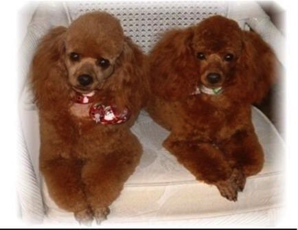 UKPetscom's tweet photo. Male poodle in Carmarthen #Dogs #Poodle #Wanted #DogsWanted #pets #ukpets  https://t.co/bBqOKOh1sh https://t.co/8dT5oGXfdx