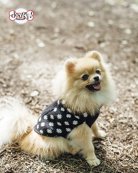Doogyforever's tweet photo. Soooo cute #dogs #doglovers #doglove #happymonday #petlife #dogcorner https://t.co/fQVzXsbGSQ