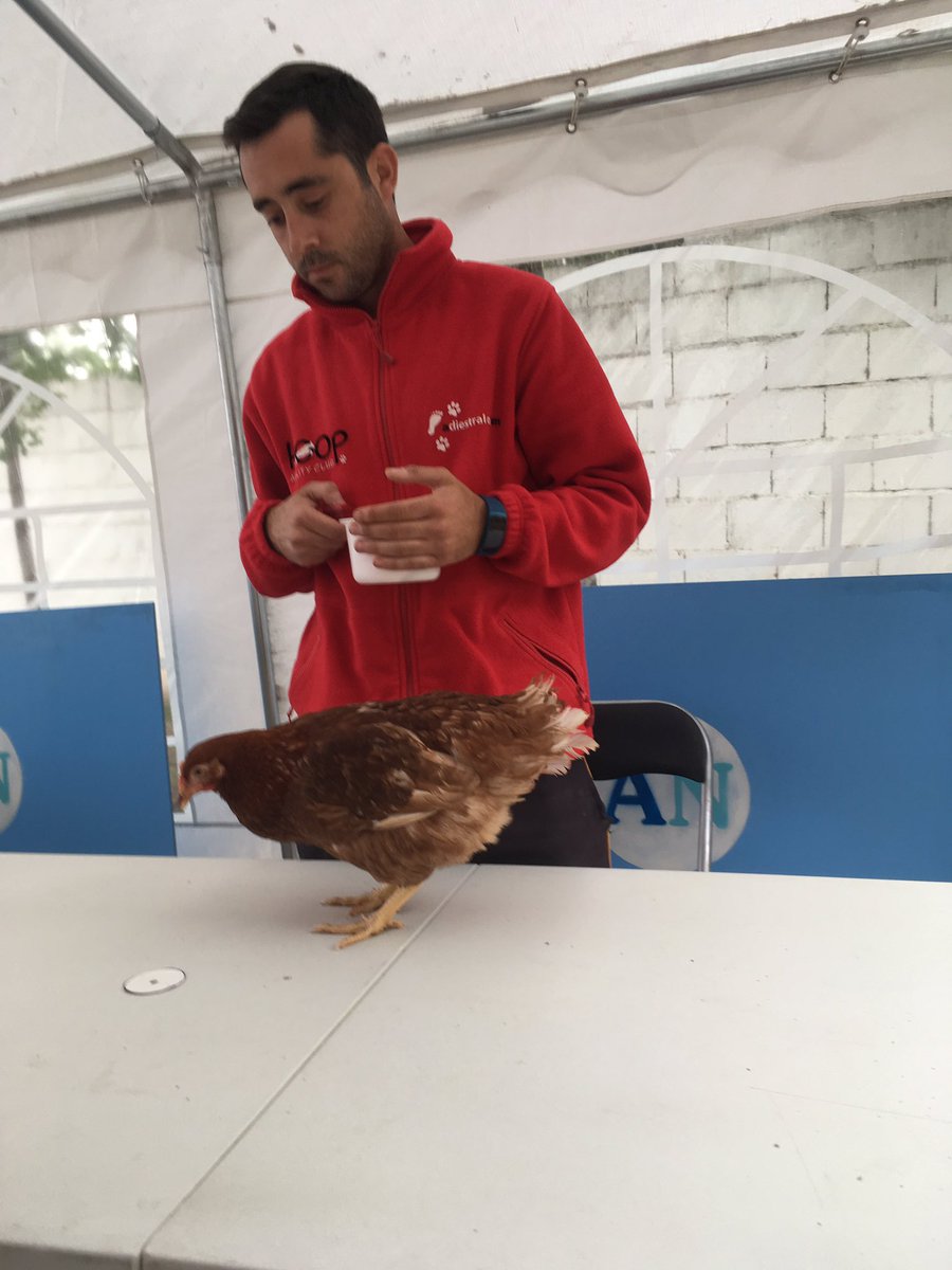 Make it simple! #rorro #agility #chickencamp