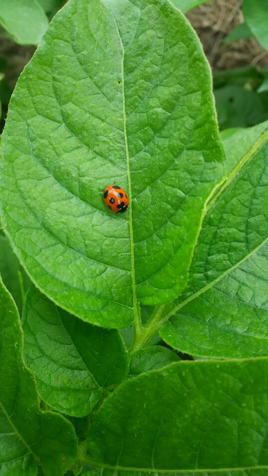 多度グリーンファーム على تويتر この写真のテントウ虫 違いは分かりますか 赤い方はおなじみのテントウ虫でアブラムシを食べ てくれる強い味方です 一方 茶色い方は 葉っぱを食べていく害虫のテントウ虫です ジャガイモ畑にて T Co Mkzwbey2bu