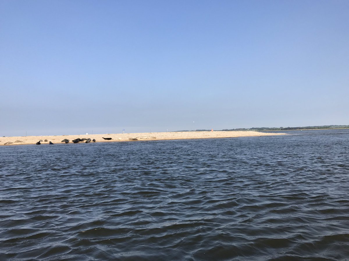 Glorious evening spotting seals on #blakeney point. Get on down to #Norfolk for a well earned break! #holiday #BankHolidayWeekend