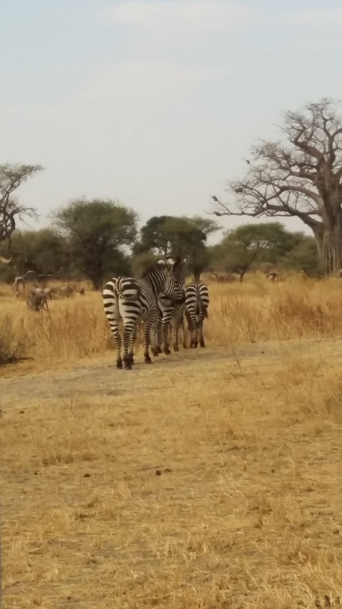 On an African safari in Tarangire National Park, Tanzania