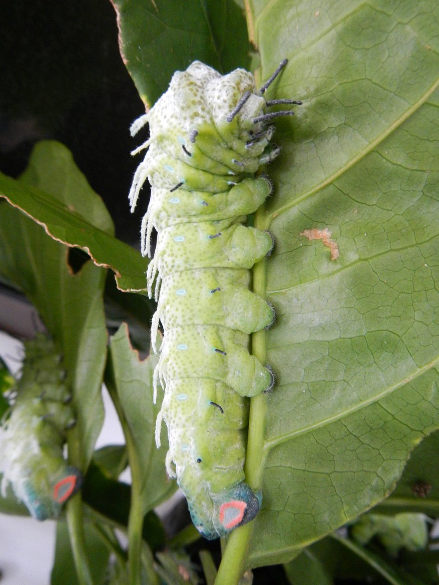 Twitter पर よなかまクラブ 6 3 4のイベント準備と食べ盛りの ヨナグニサン 飼育で1日があっという間に過ぎています 早いもので すでに3個体が営繭していました 営繭直前の幼虫を観察したいので 個々をしっかり見ながら餌換えします 朝夕共に1 5時間くらい