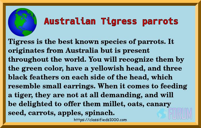 totaluruguay's tweet photo. #Tigress is the best known species of parrots, it comes from #Australia, but is present throughout the world. https://t.co/C7DSymRyXl