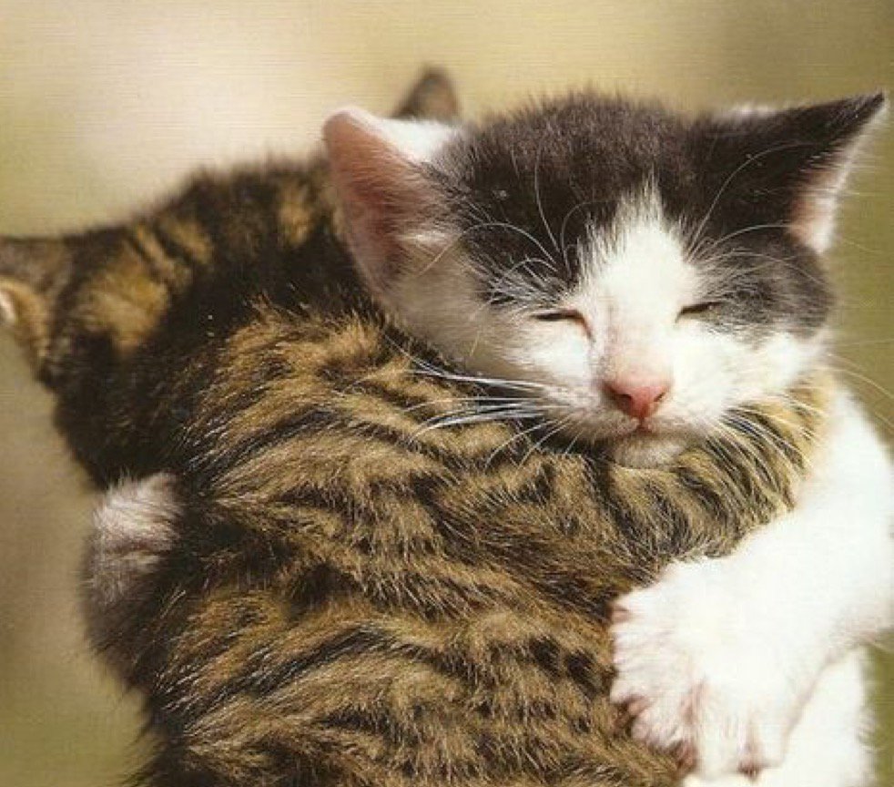 Фото твоего котика