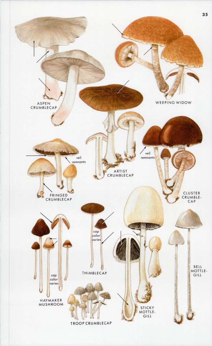 Featured image of post Mushrooms Aesthetic