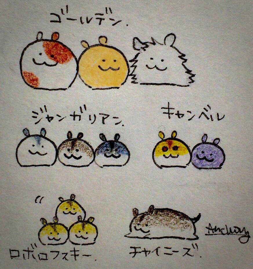 いろんな犬と猫とハムスター詰合せ