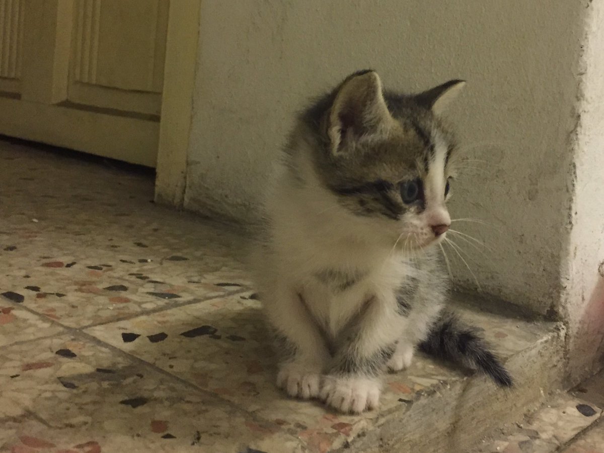 Sizin evde de bu minnoşlukla oturduğumu düşünsenize, çok güzel olmaz miydim?