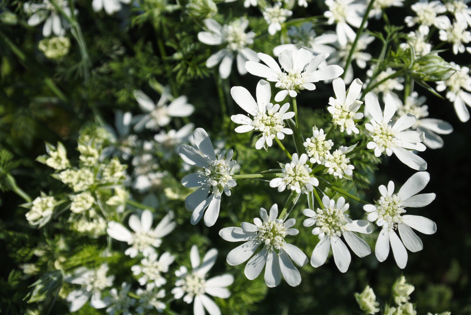 ナスカでr 鞍ケ池 Kuragaike Twitter