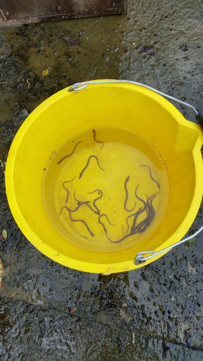 ThamesAnglers's tweet photo. First real numbers of elvers at Molesey today, lovely to see. All counted measured and safely up sent upstream. @ZSLMarine @EnvAgencySE https://t.co/ZwVqJryrkI