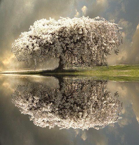 Keep your soul rooted in gratitude
And your branches open to blessings.

M Hale