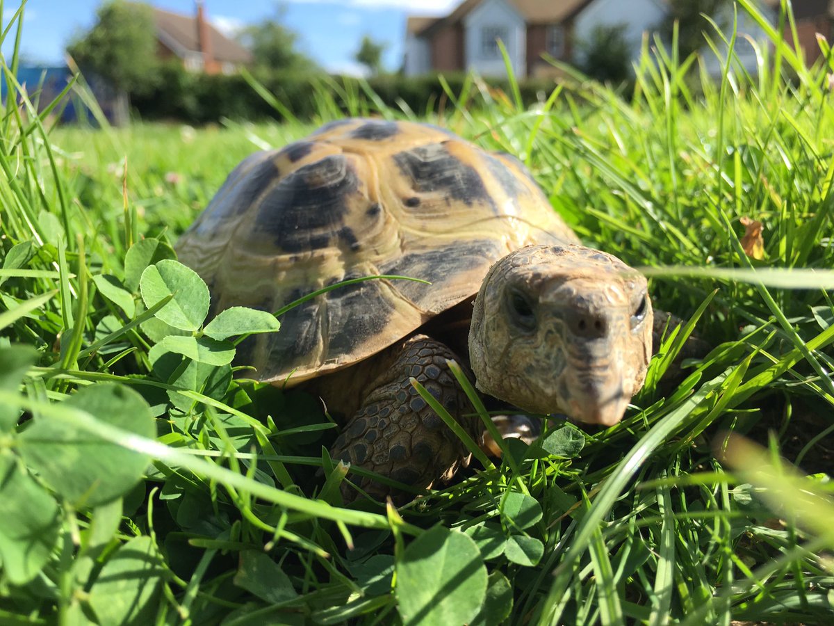 tiz_hodges's tweet photo. If anyone spots a tortoise walking around it's probs sally #missingtortoise #pray4sal https://t.co/1Rn7dW61up