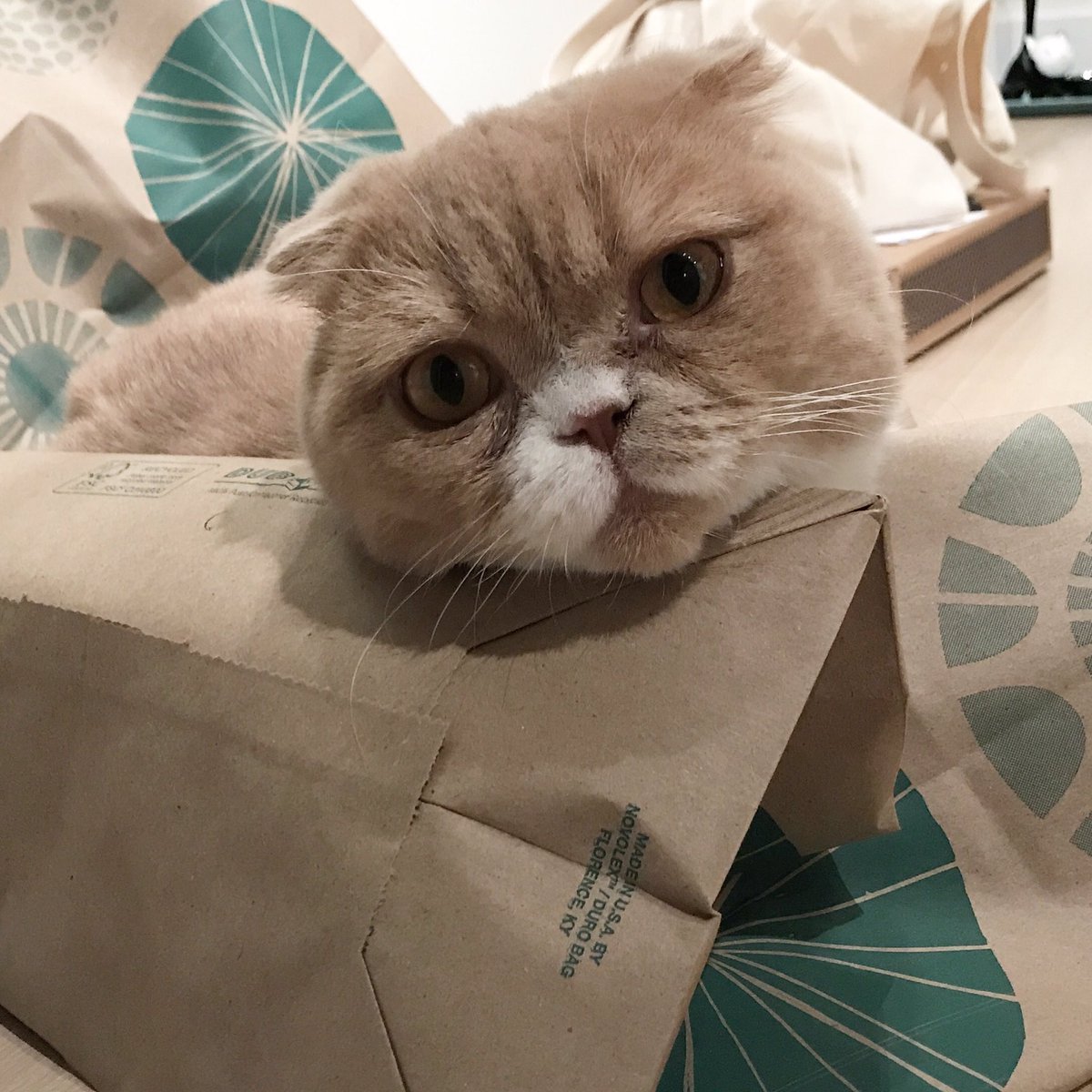 MisterPurs's tweet photo. It's a cat life #CatsOfTwitter #catsofinstagram #Caturday #paperbag #catskills https://t.co/ouGHRM3cHW