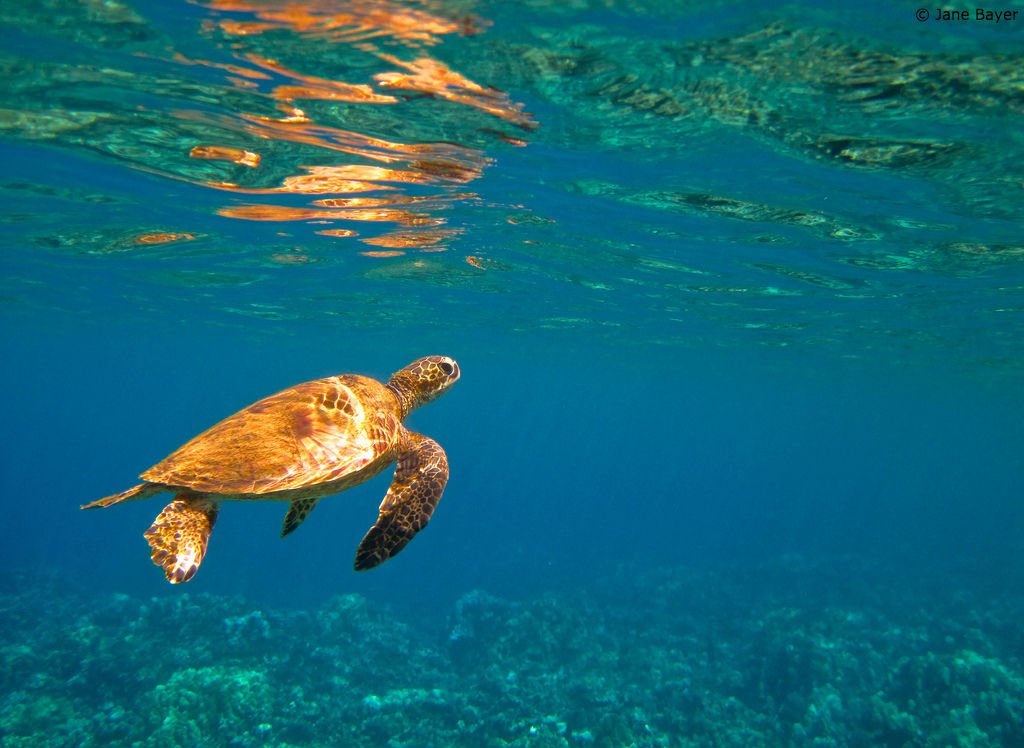 OurOcean's tweet image. No water, no life. No blue, no green. —Sylvia Earle
