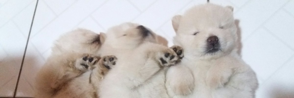 maritimbeta19's tweet photo. #MeSegue #SigoDeVolta
#TimBeta #TimBetaAjudaTimBeta #timbetalab #operaçãolab
#meusbebes 🐶🐶🐶 https://t.co/5xzZ1PnWm4