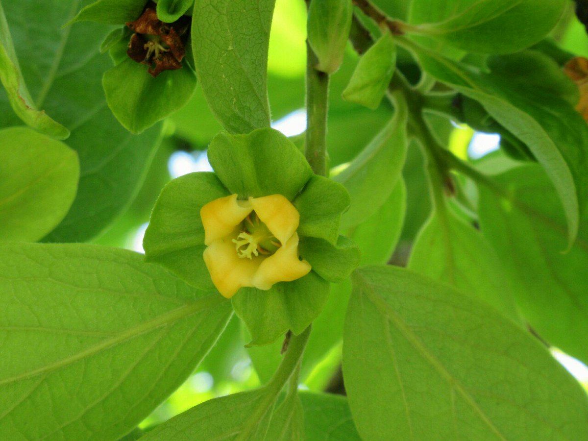雑草図鑑 準備中 318 カキ カキノキ科 中国原産 弥生以前渡来 特に日本で古くから食用に栽培され 数多くの品種が生まれた とても渋いタンニンを含むのが特徴だが 突然変異で渋味のない甘 柿ができた 花は地味な黄白色で 雌花と雄花がある 雑草図鑑 準備中 318 カキ カキノキ科 中国原産 弥生以前渡来 特に日本で古くから食用に栽培され 数多くの品種が生まれた とても渋いタンニンを含むのが特徴だが 突然変異で渋味のない甘 柿ができた 花は地味な黄白色で 雌花と雄花がある