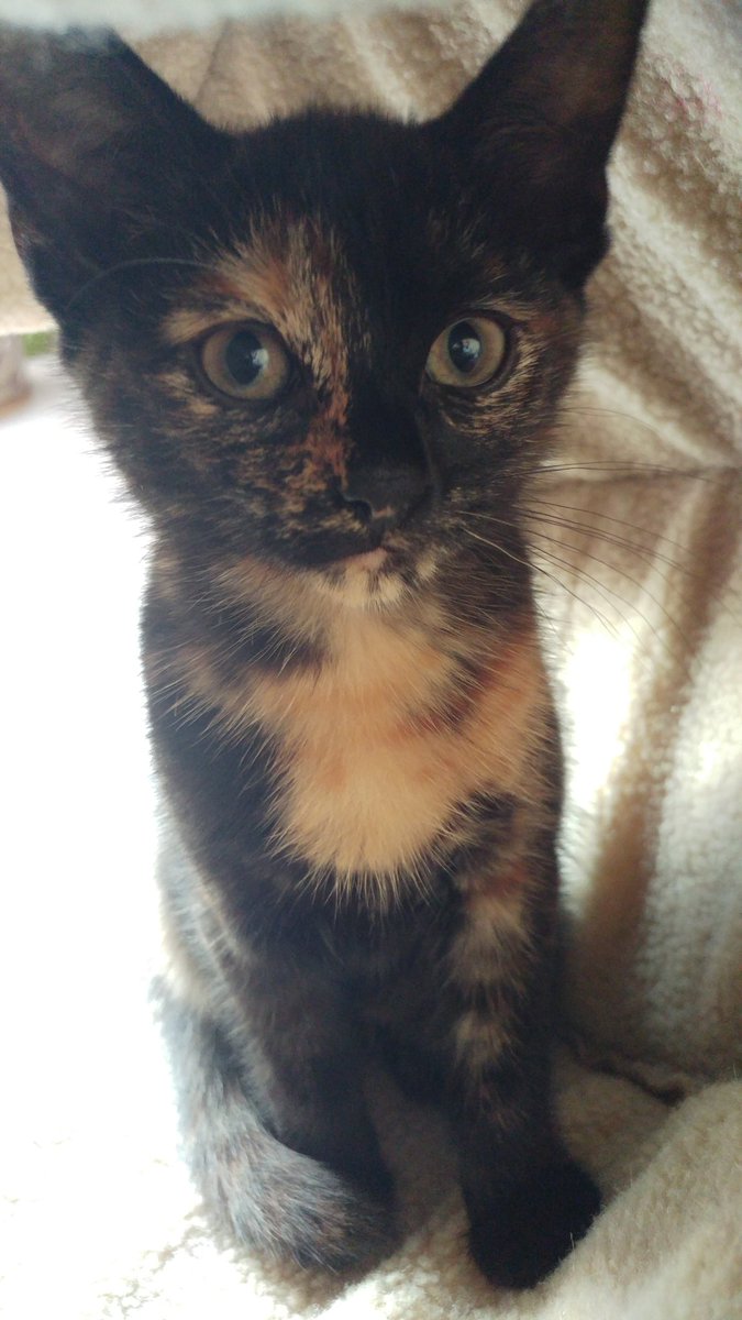 YouKnowLou's tweet photo. Welcome home little tortie baby https://t.co/fFsVYu0yGG