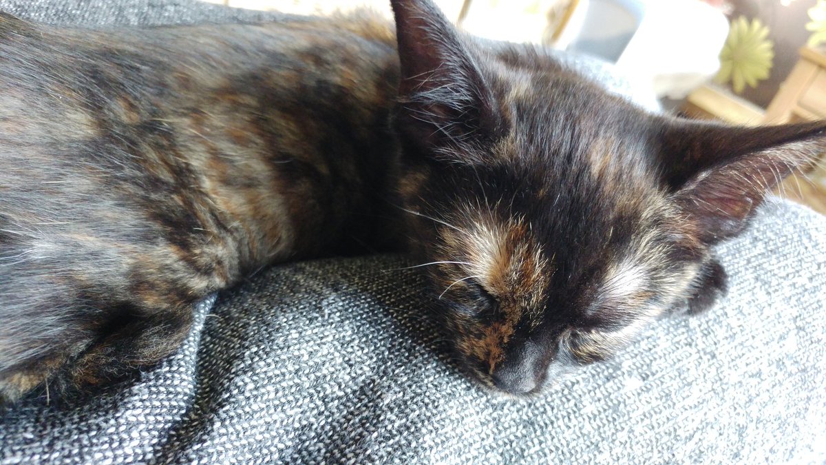 YouKnowLou's tweet photo. Welcome home little tortie baby https://t.co/fFsVYu0yGG