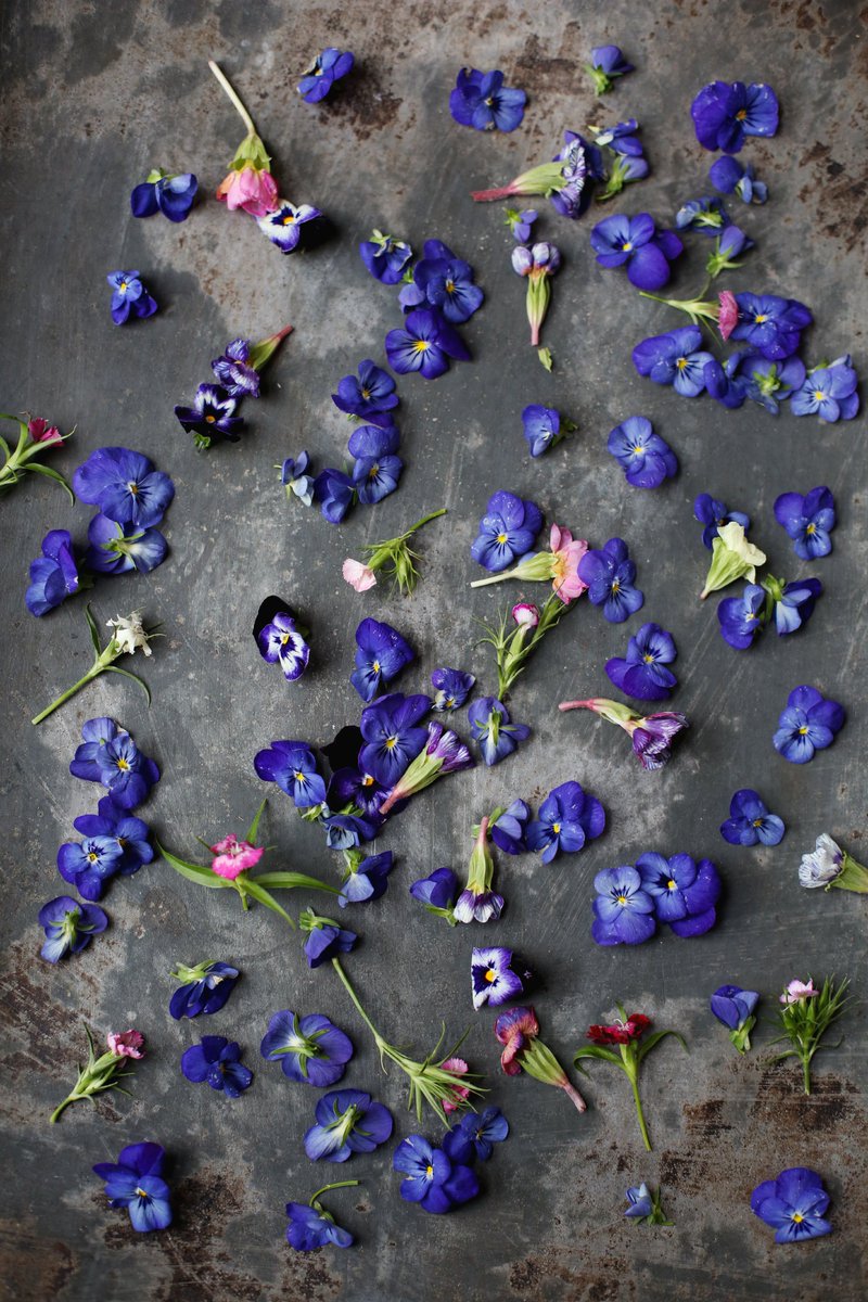 Khoollect's tweet photo. Edible flowers can prettify any baked good. Who here decorates their cakes with edible flowers? Share your tips with us! #khoollecttips https://t.co/3ixo3wSQAT