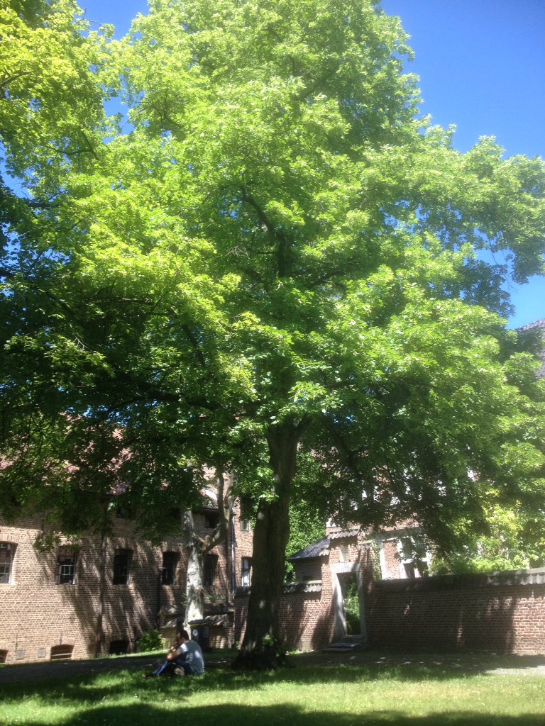 HarrySuilen's tweet photo. Als je met deze temperatuur nu zelf ervaart hoeveel koelte bomen geven, zou je als gemeente snel veel meer bomen moeten gaan planten! https://t.co/OoEekX0Ybq