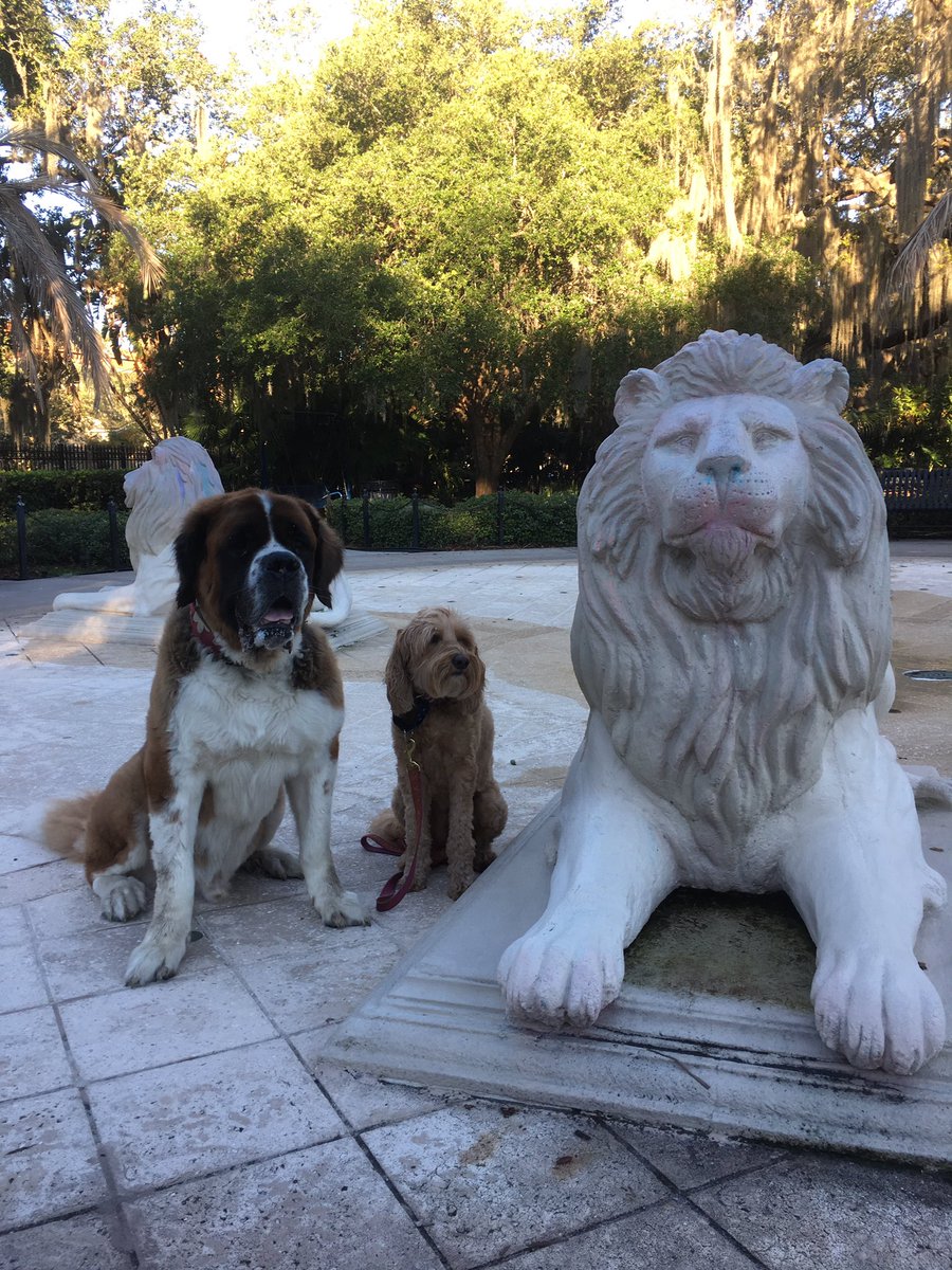 Always run into interesting critters on morning walks in Tampa. The lion is neat too... 🌴🐶🦁 #hydeparkpups #villagepups #aplaceforsaints