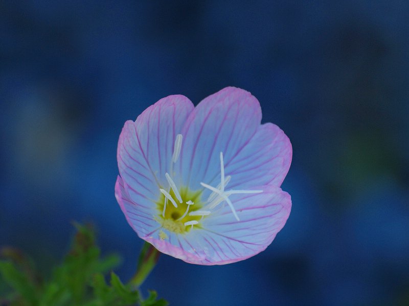 切ない花言葉 月見草 夜に咲き誇り翌朝にはしぼんでしまう儚い花 花言葉は 打ち明けられない恋 これは夜にひっそりと咲くことから生まれた花言葉です