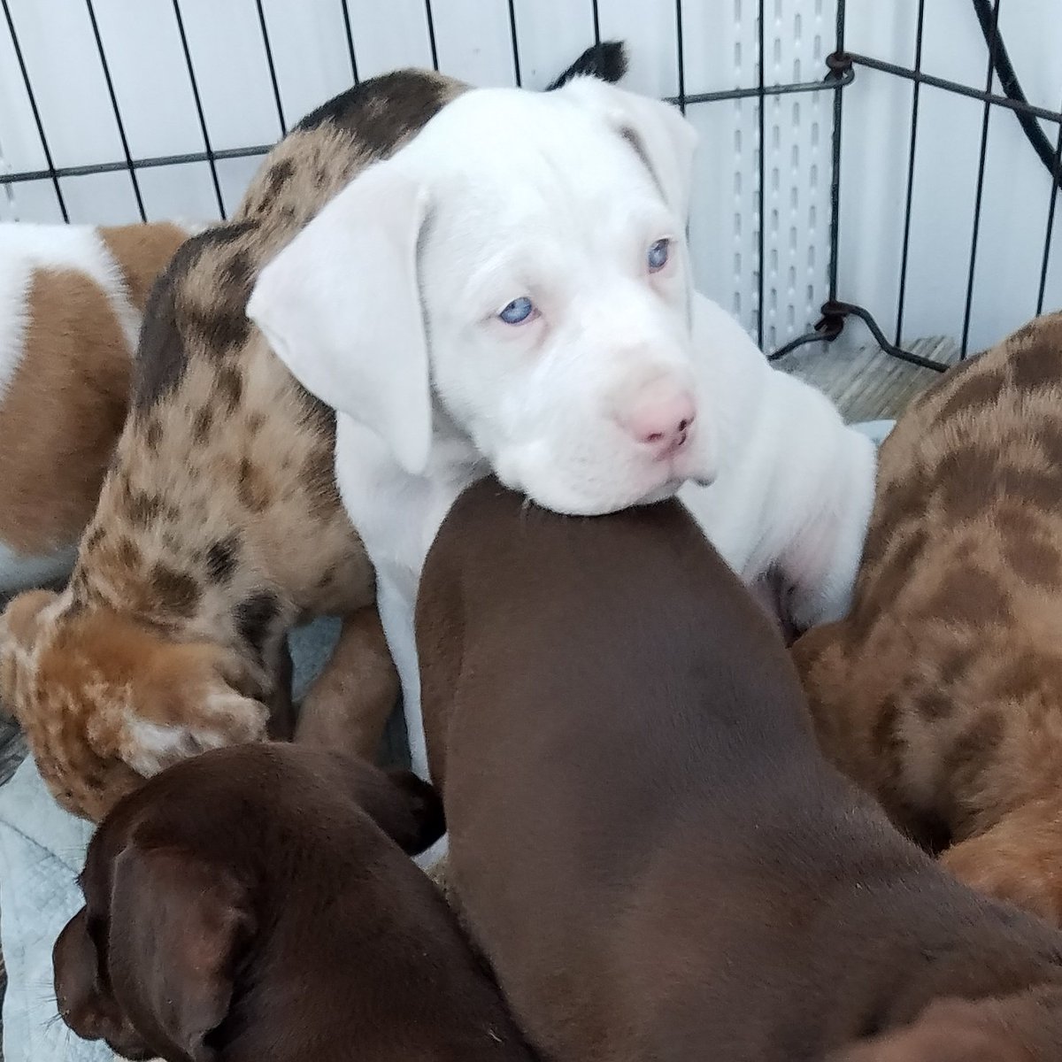 deep south catahoula bulldogs