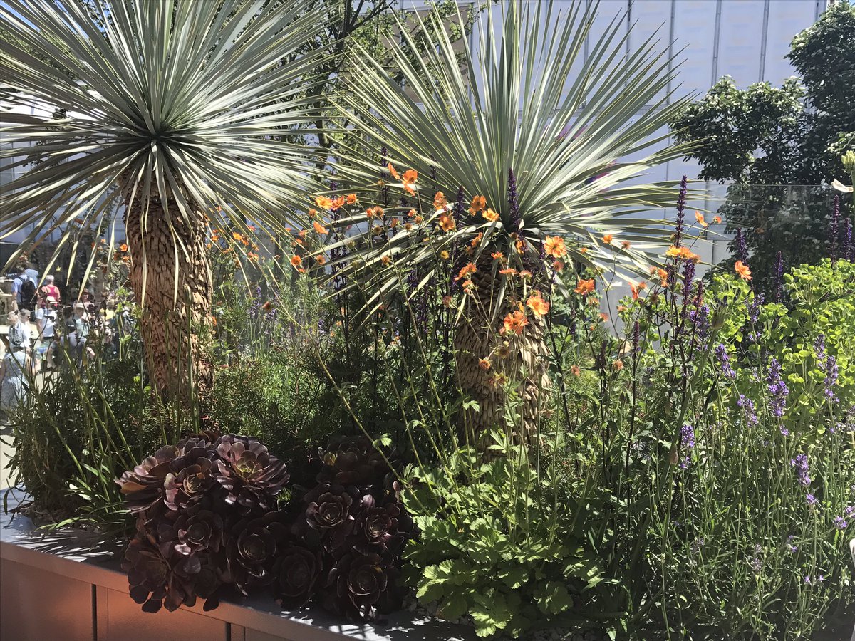 KateGouldGarden's tweet photo. Such a huge team effort to put this garden together - we're going to miss it #cityliving #rhschelsea https://t.co/ZNt3jQierd