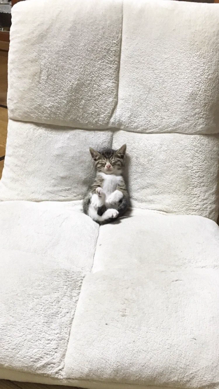 反則級の可愛さｗ座椅子でテレビ見ながら眠っちゃった猫ｗｗｗ