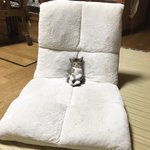 反則級の可愛さｗ座椅子でテレビ見ながら眠っちゃった猫!