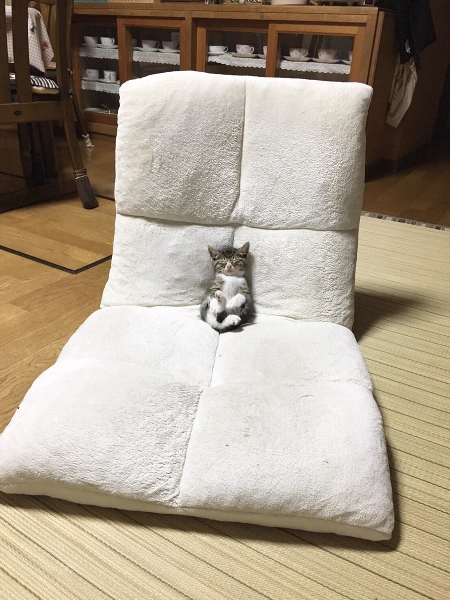 反則級の可愛さｗ座椅子でテレビ見ながら眠っちゃった猫ｗｗｗ