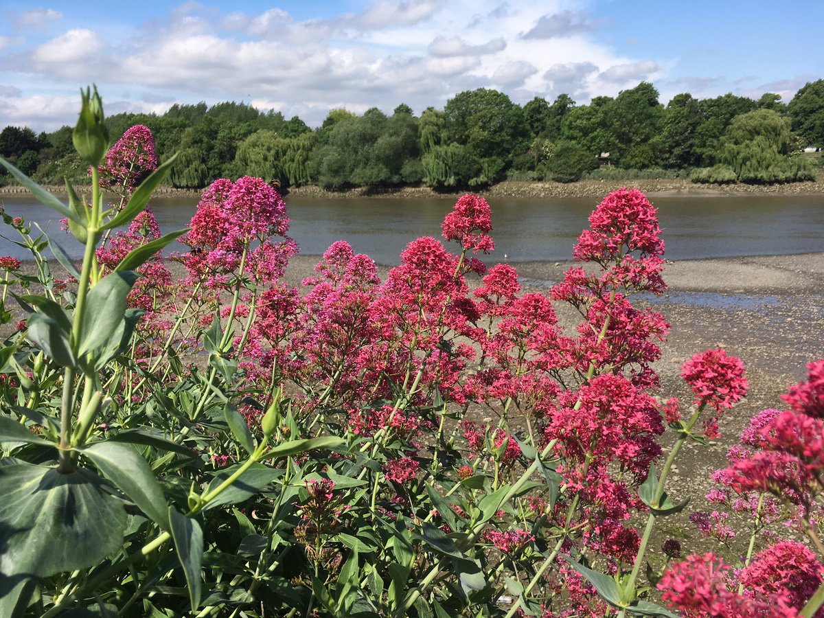 WildCapital's tweet photo. The #Thames looks like a tropical paradise today #Barnes @ThamesExplorer @ThamesAnglers @WaterForWild https://t.co/bSdcU8EM9l