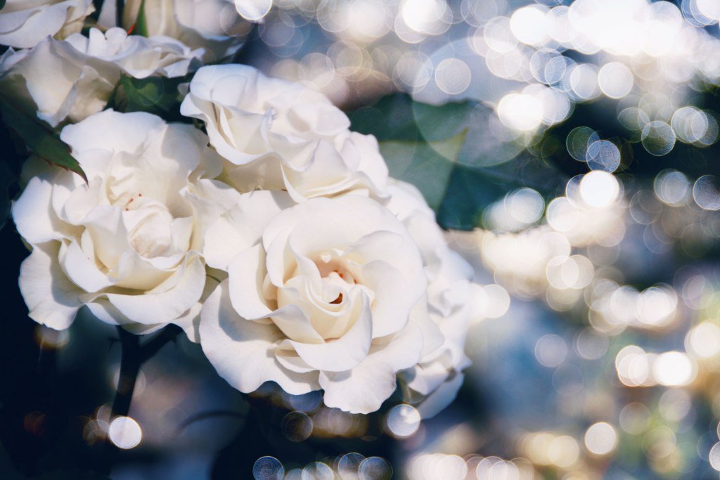 Neo Himeism على تويتر 光の玉と白い薔薇 バラ 創作に使える素材 フリー素材 Photography T Co Edpjxnocln