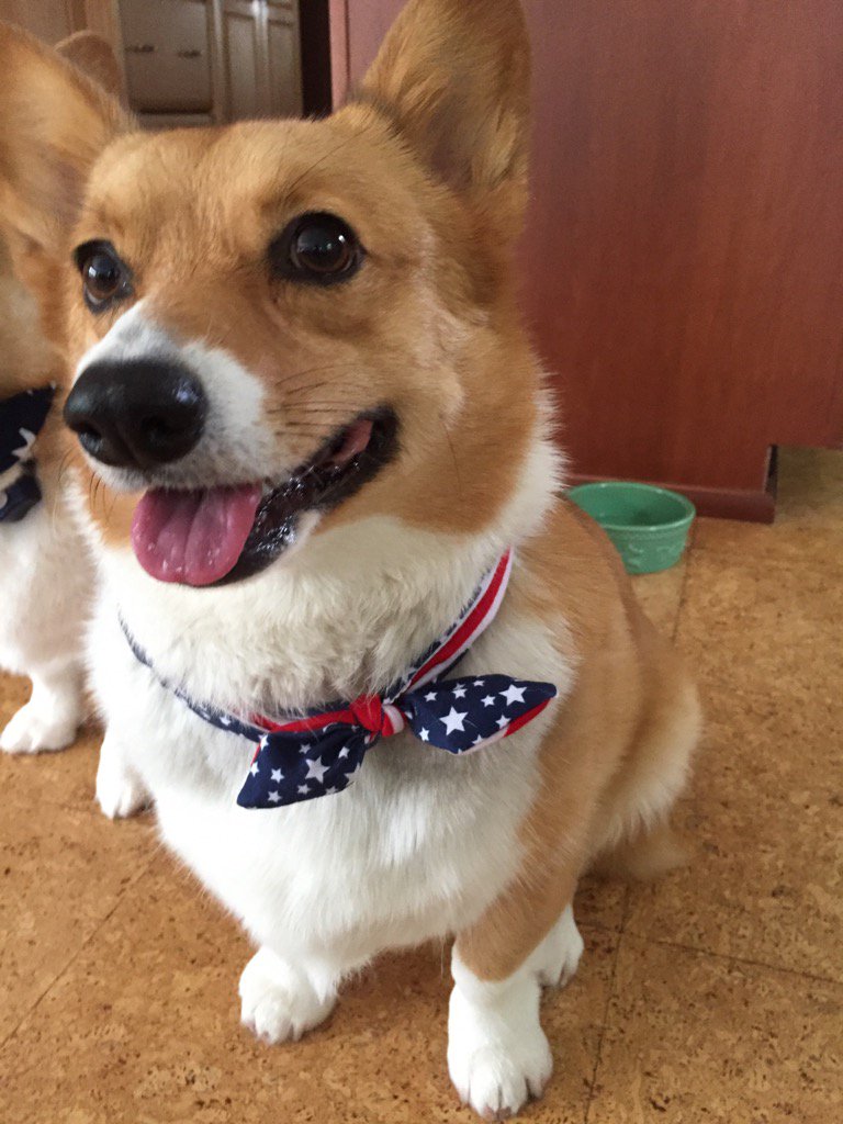 CorgiSibs's tweet photo. Missy can't be outdone. So she wants to celebrate too! https://t.co/8vWqKSC4L9