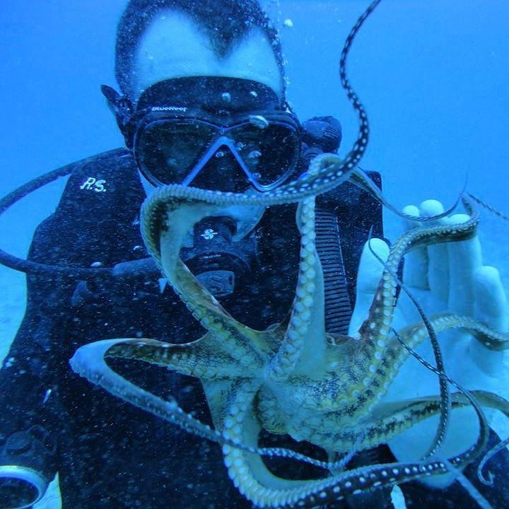 RainbowScuba's tweet photo. KGoetz2005 : It's time for happy dance!
#scuba #Hawaii#Gopro customers #diving with #octopus #friendlyoctopus #dee… https://t.co/KeEcIpy9mp) https://t.co/InjiQVI5zZ