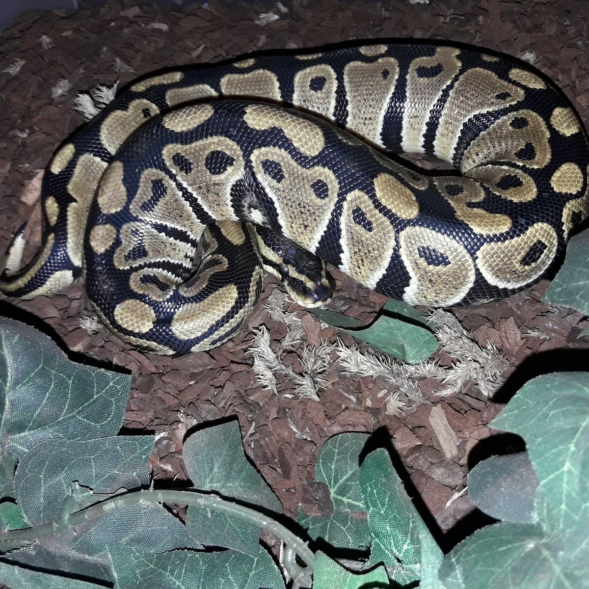 Ich liebe sie 😍😍