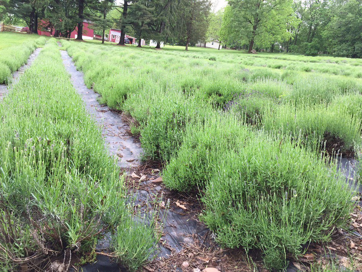 PV_Lavender's tweet photo. The lavender is looking very happy and green! Usual bloom time of mid June through the first week of July! #PVLF #Doylestown #Lavender https://t.co/O6Ot2I13c2