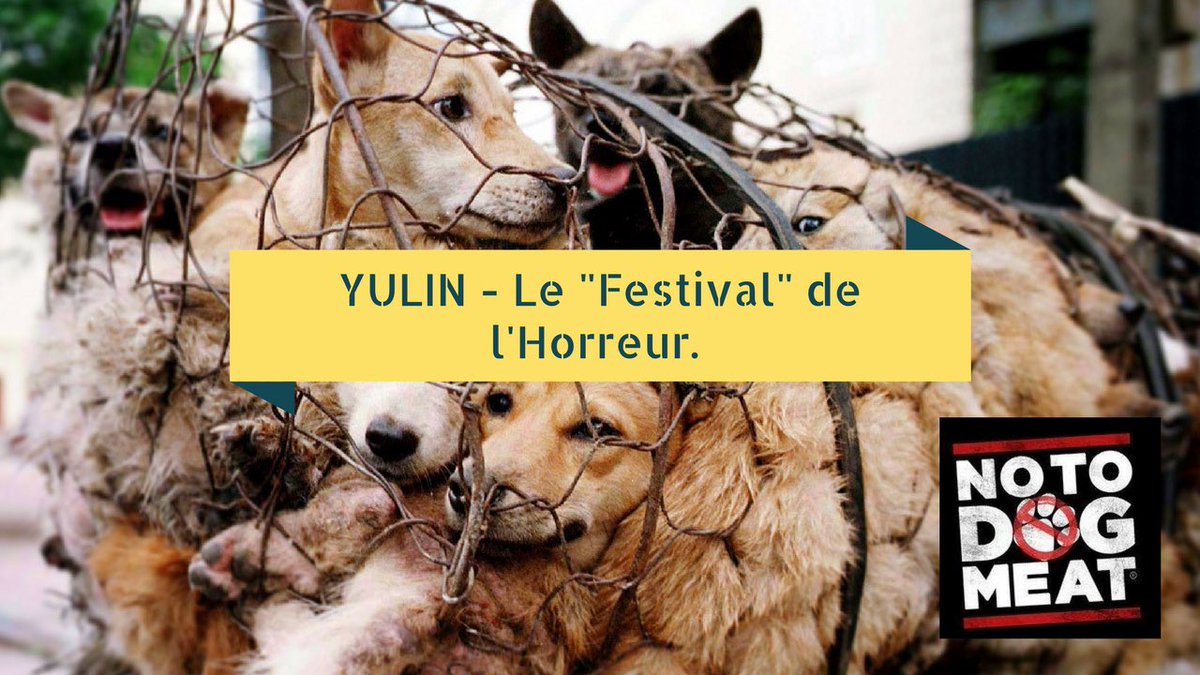 YULIN - Le Festival de l'horreur ou chats et chiens sont torturés et dévorés aura bien lieu cette année encore!  goo.gl/EPTXA6