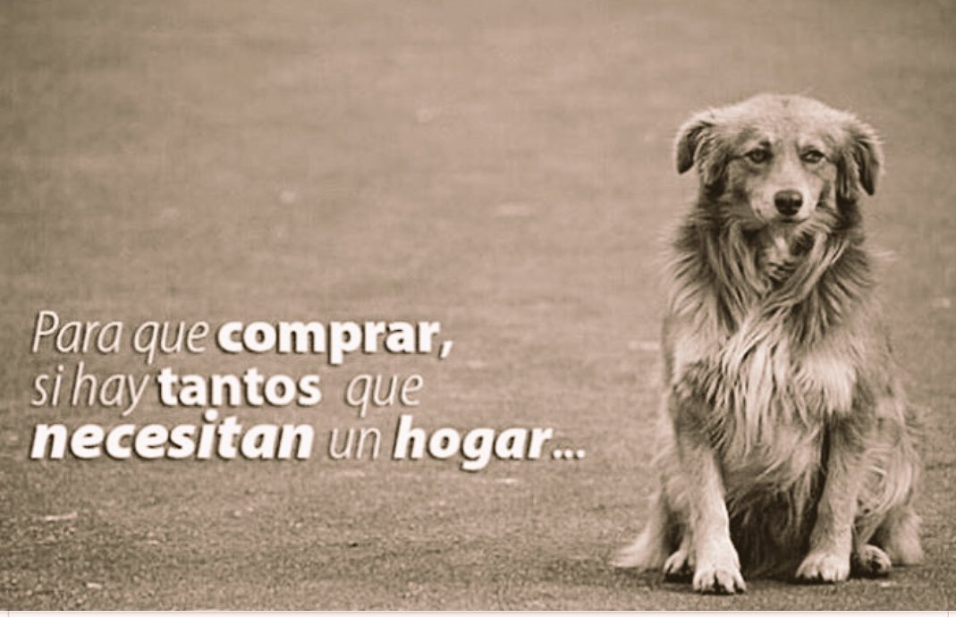 NataliaFassi's tweet photo. 🐾🐾❤️ https://t.co/pn1nU5rIWq