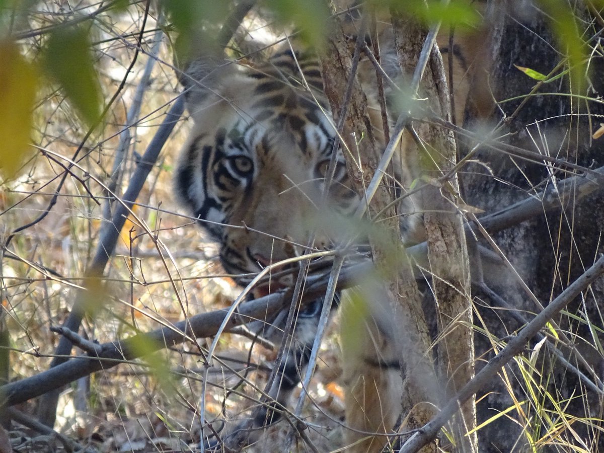 tigerawareness's tweet photo. Only 3000 Tiger left in the wild, we are losing them to man-animal conflict, loss of habitat and poaching..Please support our work.. https://t.co/TId5cLgMcb