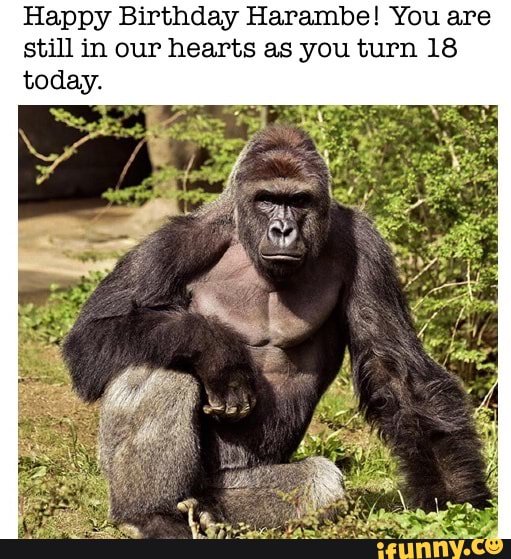Gclooneh's tweet photo. #happybirthday #harambe 
https://t.co/4qdrNIzLCa
#iFunny https://t.co/OtxG73CKNx