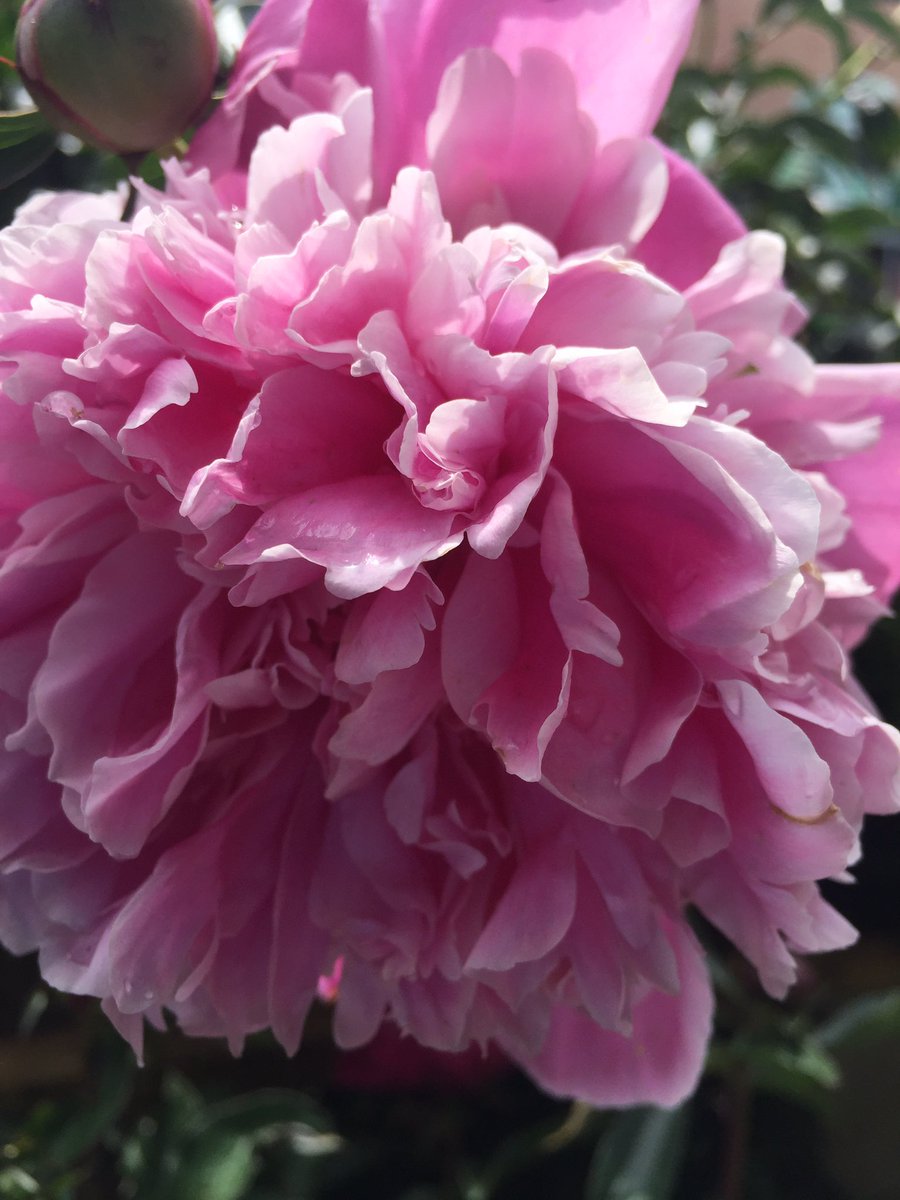 D_Liberato1's tweet photo. PEONY Power in NJMetro‼️#ItohPeonies #Buyone #IvyAcres #BloomPower #MDW2017 🇺🇸🌸 @ChristineTHD @nyyroro @D_Liberato1 https://t.co/607wLwfnvq