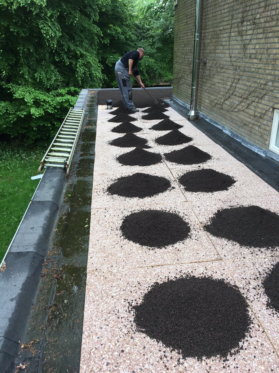 Clementsdaktech's tweet image. Mos sedumdak in groningen