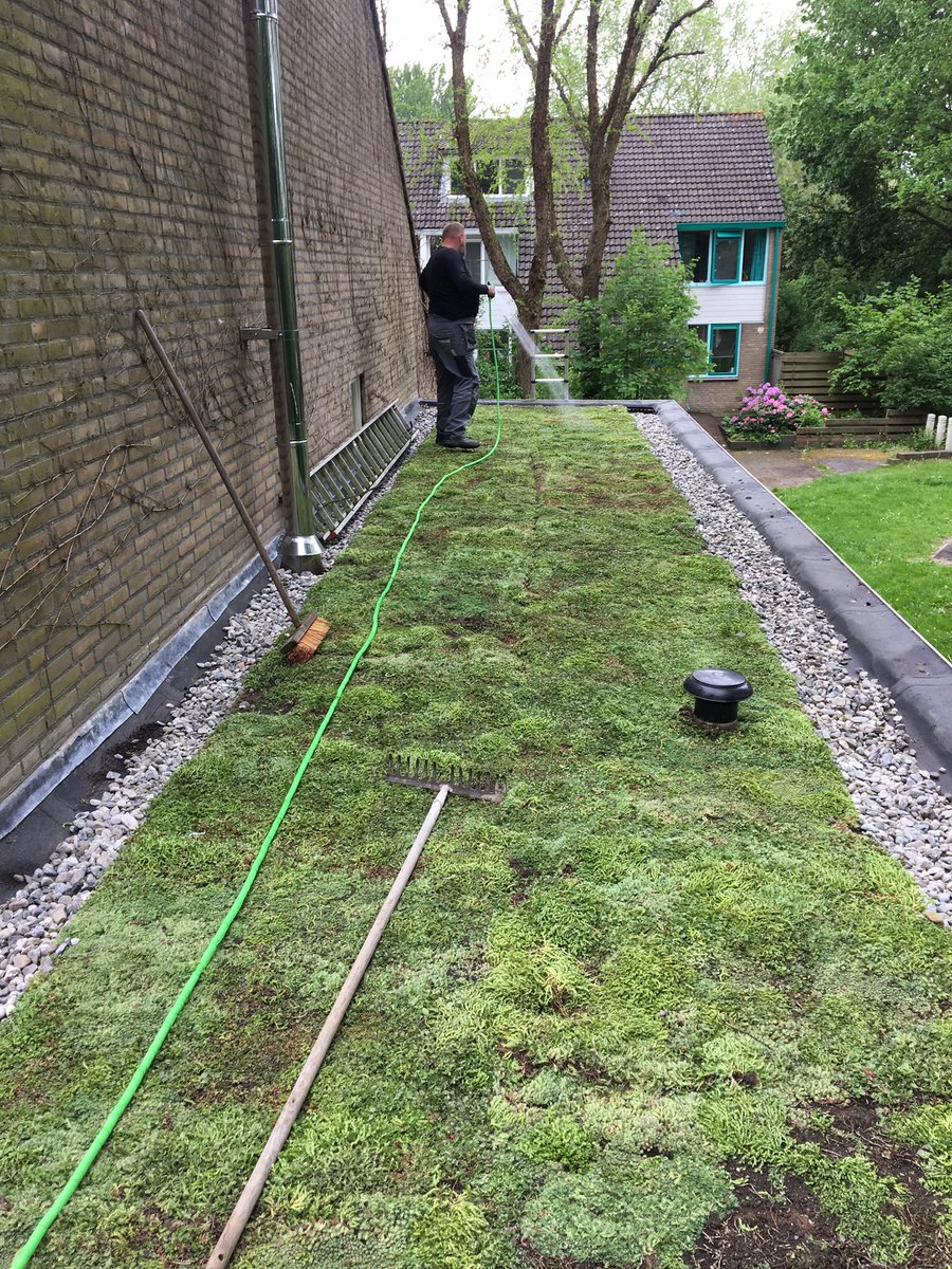 Clementsdaktech's tweet image. Mos sedumdak in groningen