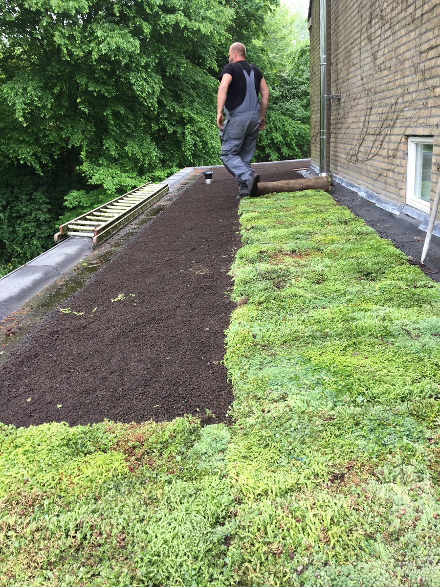 Clementsdaktech's tweet image. Mos sedumdak in groningen