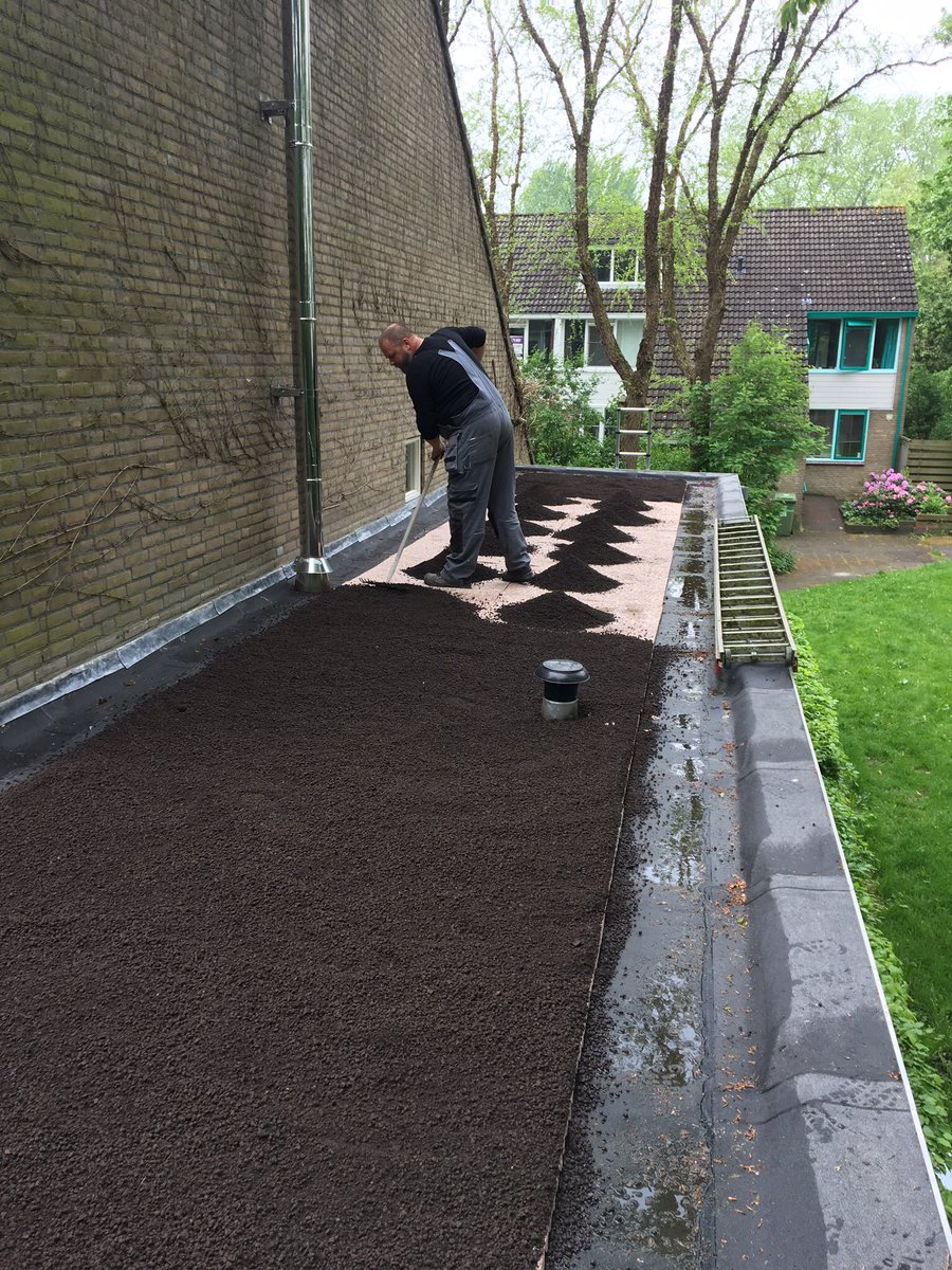 Clementsdaktech's tweet image. Mos sedumdak in groningen