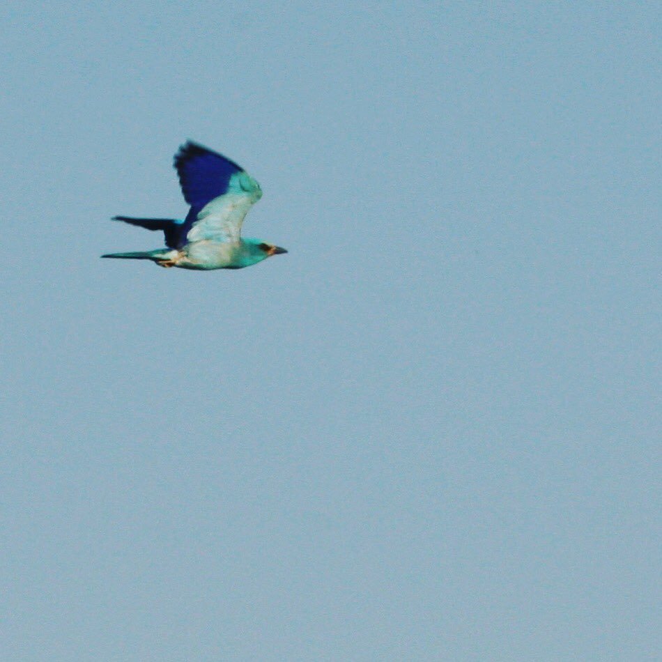 emazab2010's tweet photo. Un gaig blau passejant per la #ZEPA de Plans de Sió.
#segarragarrigues https://t.co/LQIKUmbnoB