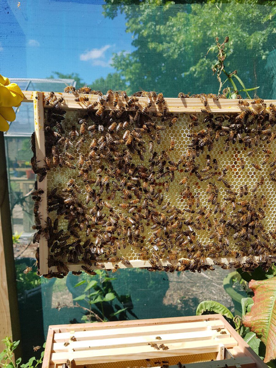 LiC_Projects's tweet photo. Today was week 5 at the beekeeping course. #poplarbees #gardencafe #teviotarea #communitycourse https://t.co/d7kqgpO7WA